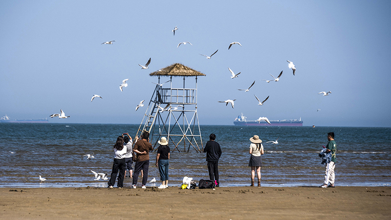 2024年5月12日，河北秦皇岛，北戴河鸽子窝公园成群海鸥在天空中自由翱翔，与大海、蓝天构成了一幅美丽的画卷。